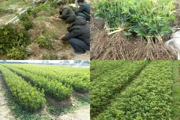 桂花树可以养在盆里吗1685405625225