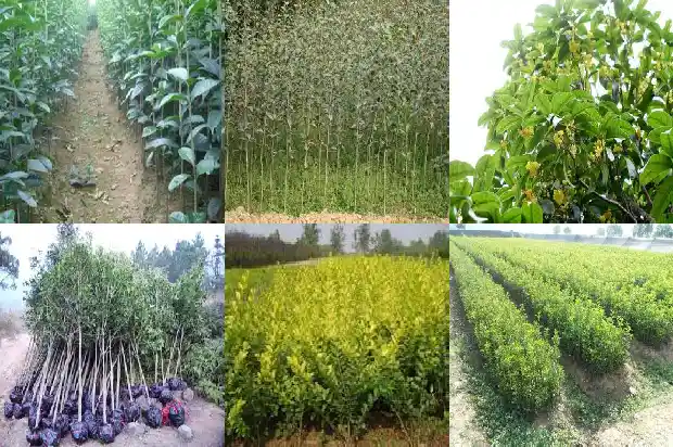 桂花树越大越贵吗为什么不开花1685405661227