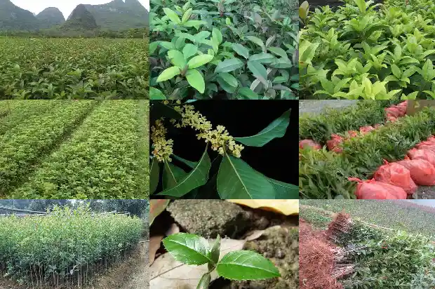 桂花树为啥掉叶子怎么回事1685405746820