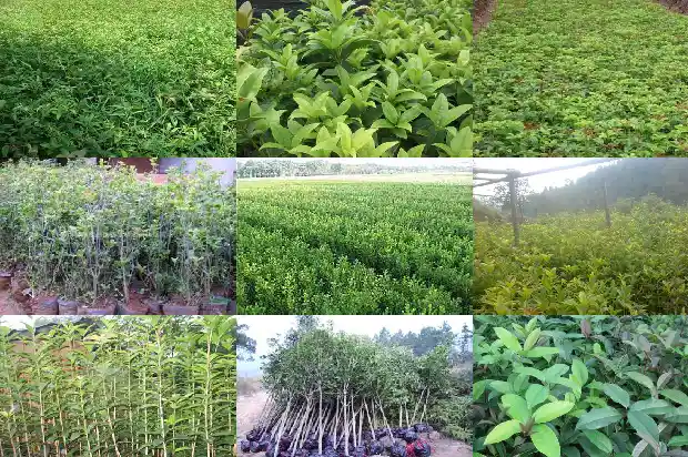 家庭里面栽桂花什么品种好1685405852269