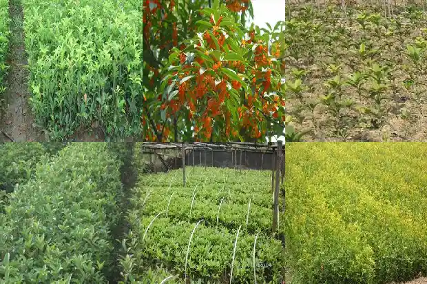 家庭里面栽桂花什么品种好1685405852317