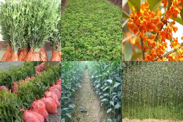家庭里面栽桂花什么品种好1685405852364