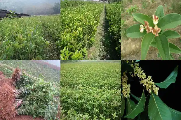 桂花家里养殖什么品种好1685405878061