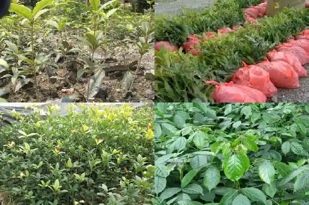 家庭种桂花1685405907256