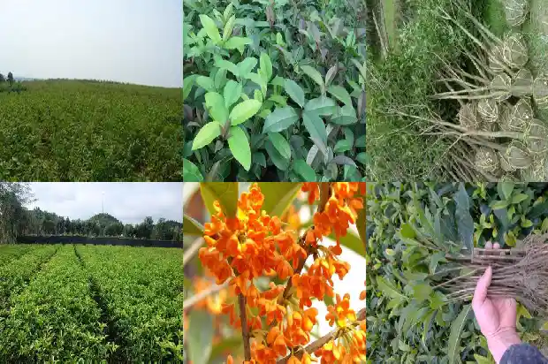 桂花种家里好不好1685405971079