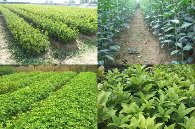 桂花家里适合栽吗1685406003291