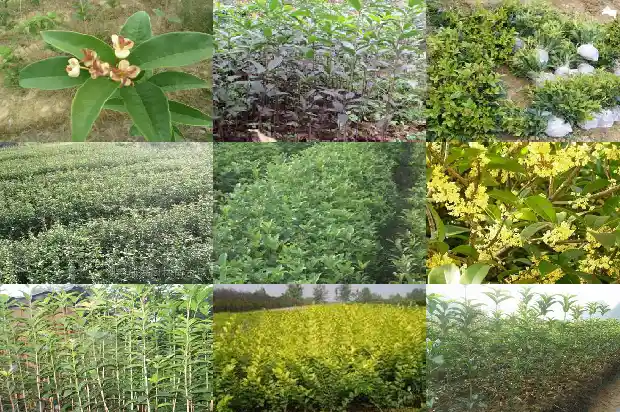 桂花家里适合栽吗1685406003338