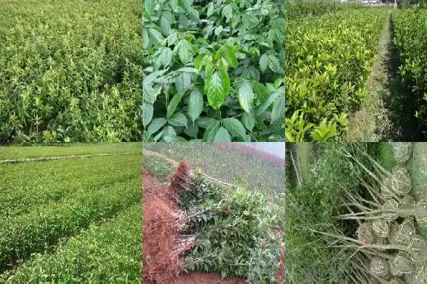 桂花树一般多少年开花1690418385472