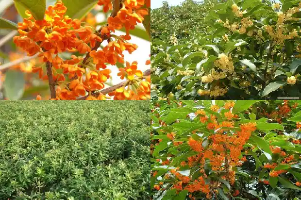 哪些树可以嫁接桂花树苗1688344175028