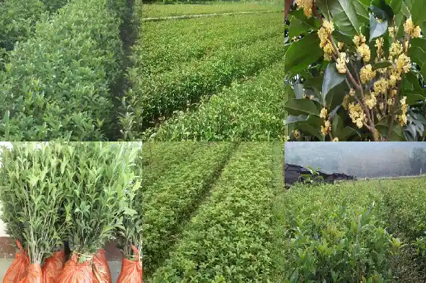 家里种桂花好不好1685406034072