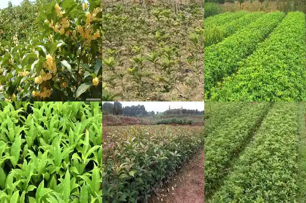 金桂花如何种植方法1685406078317