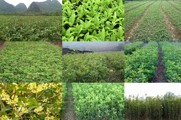 金桂花如何种植方法1685406078365