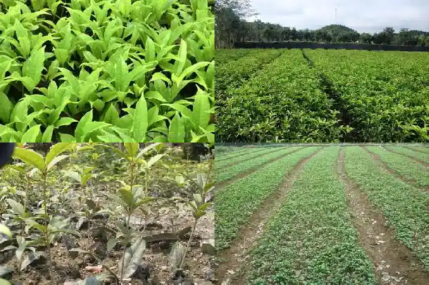 金桂花如何种植方法1685406078413