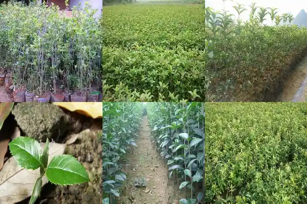 盆栽桂花怎么养才长得好1685406122078