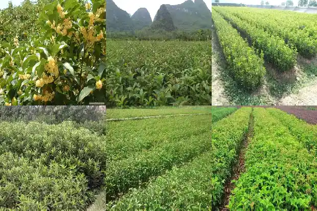 盆栽桂花怎么养才长得好1685406122174