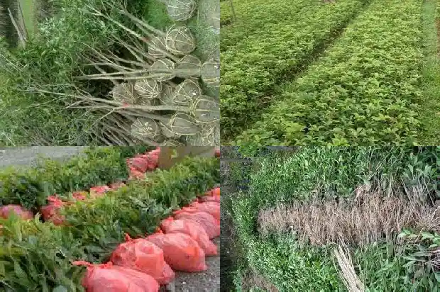 桂花怎么养好养1685406144485