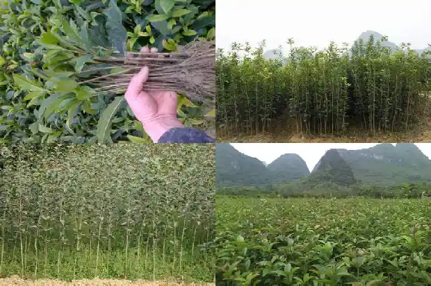 红土适合种桂花吗1685406160196
