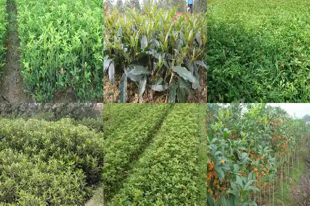 桂花树什么时候换叶子最好1688604309198