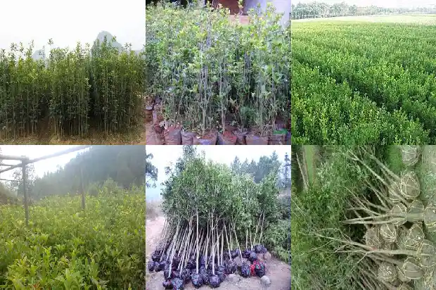 家养桂花怎么养1685406199589