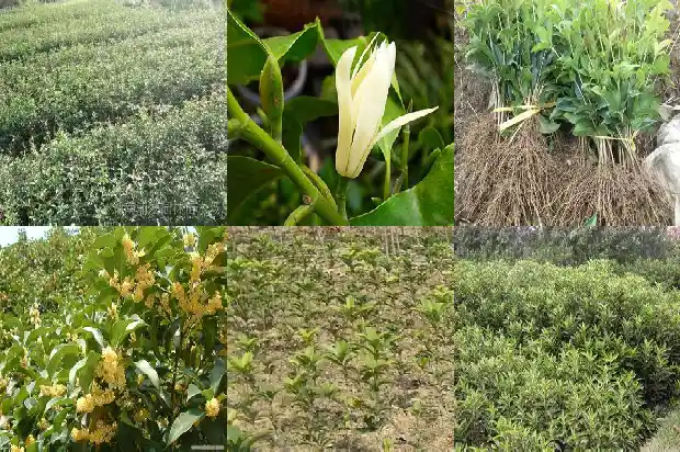 桂花可以在北方种吗1685406221184