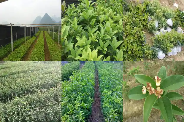 桂花北方可以种植吗1685406243298