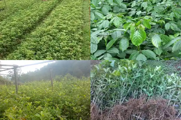桂花北方可以种植吗1685406243346