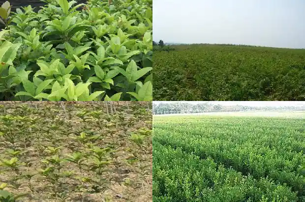 桂花树一年开几次花最好呢1688523327483