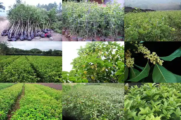 桂花适合在北方种植吗1685406265221