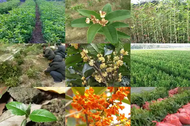金桂花耐寒吗1685406284432