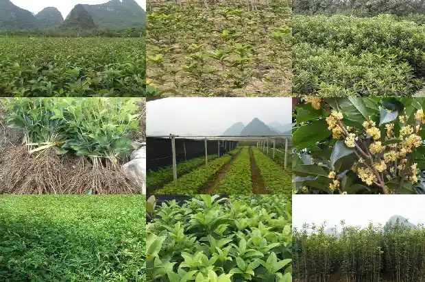 金桂花耐寒吗1685406284479
