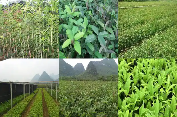干桂花的制作方法家常窍门1689207897695