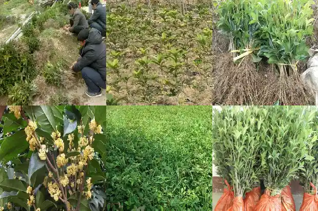 桂花那个品种最耐寒1685406301788