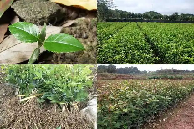 桂花那个品种最耐寒1685406301836