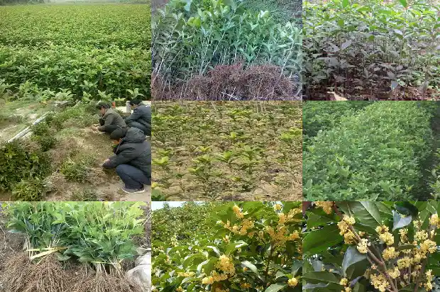 桂花那个品种最耐寒1685406301884