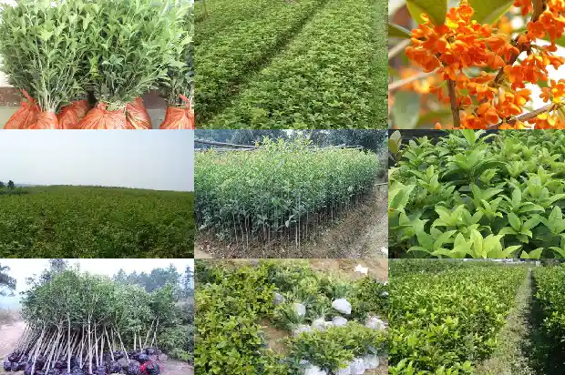 桂花树东北可以种吗1685406338687