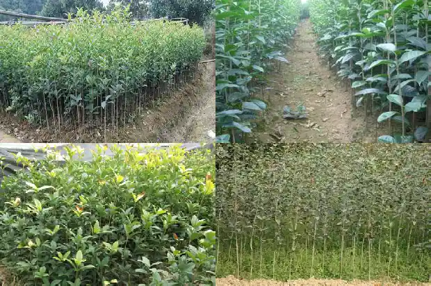 桂花树东北可以种吗1685406338783
