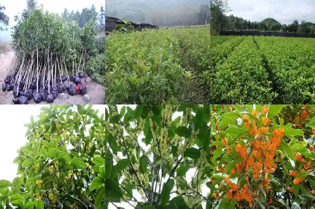 状元红桂花几月开花1685406353715