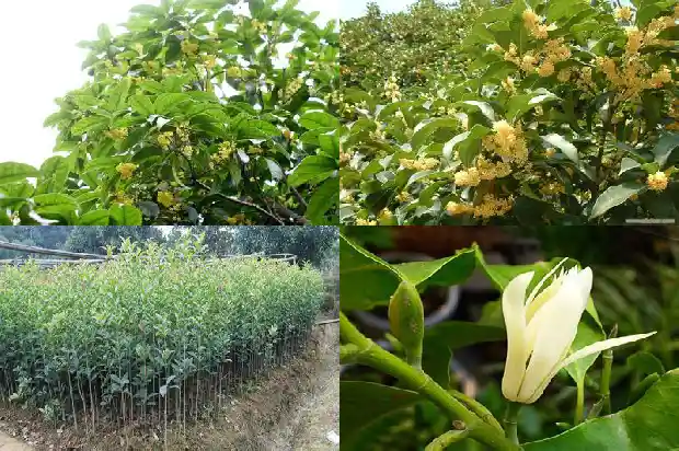 状元红桂花几月开花1685406353763
