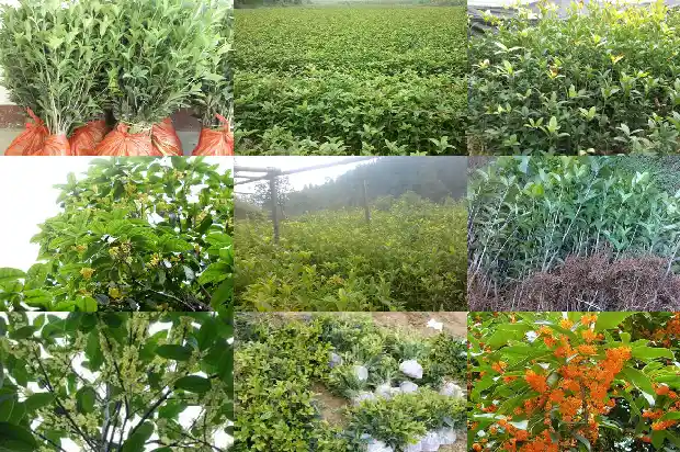 桂花金桂一年开几次花呀1685406396142