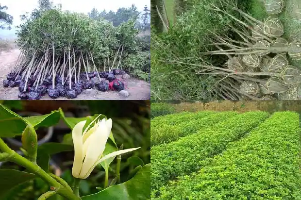 桂花金桂一年开几次花呀1685406396189