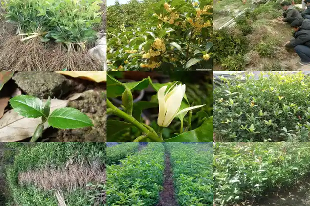 八月桂花树苗价格多少钱一棵1689899493536