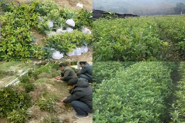 金球桂花一年开几次花1685406439190