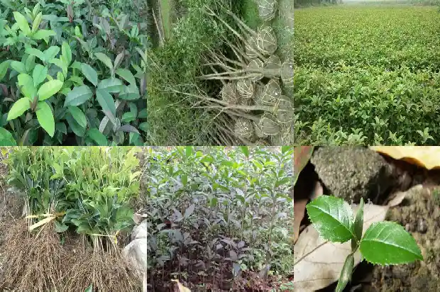 金球桂花一年开几次花1685406439238