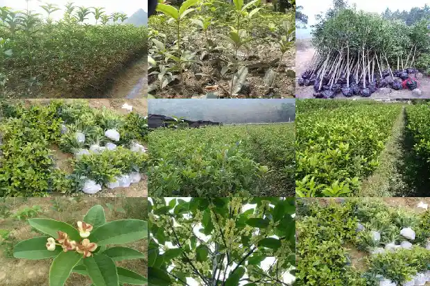 金球桂花一年开几次花1685406439286