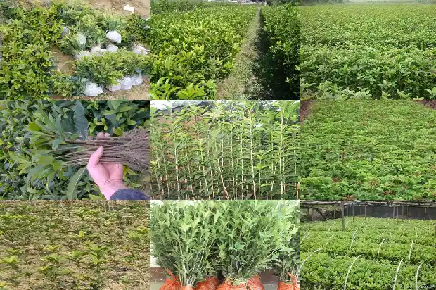 金球桂花一年开几次花1685406439332