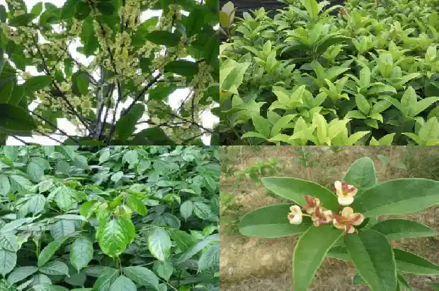 桂花的花期短吗1685406480274