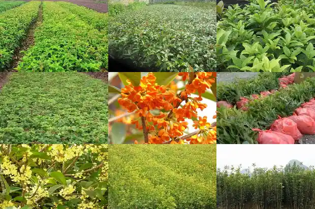 桂花的花期短吗1685406480370