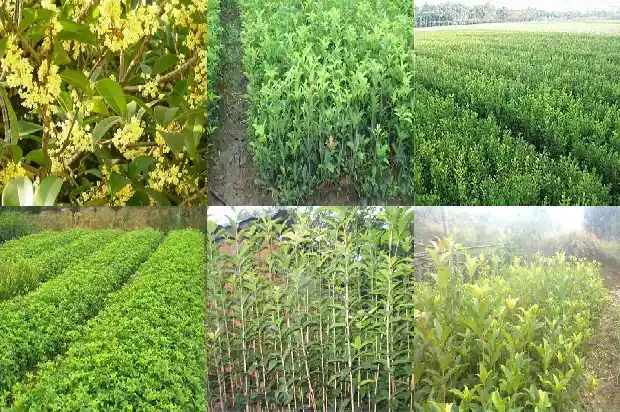 月桂花期多长时间1685406523269