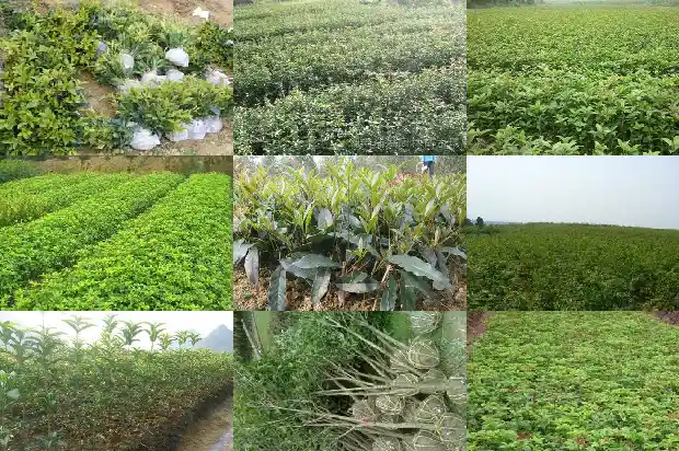 桂花树一年开了两次花1685406541001