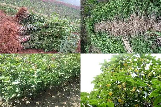 桂花树一年开了两次花1685406541049